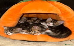 Mixed Breed cats for sale: Beautiful Tabby Kittens For Sale  - Image 1