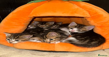 Mixed Breed cats - Advert 13