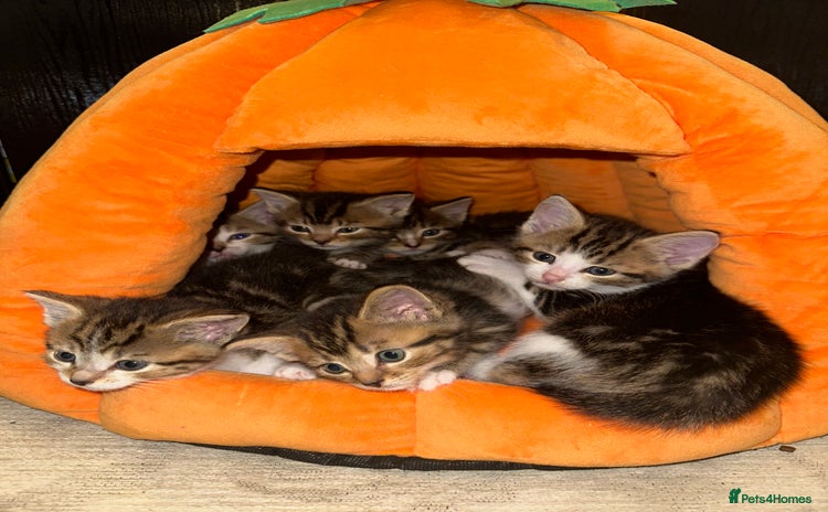 Mixed Breed cats - Advert 11