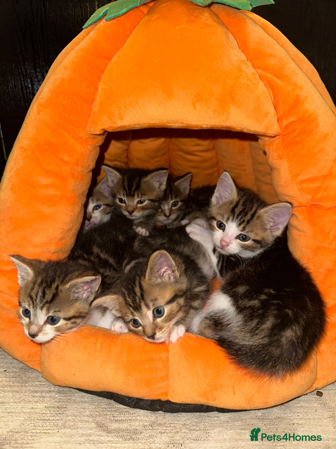 Mixed Breed cats for sale: Beautiful Tabby Kittens For Sale  - Image 1