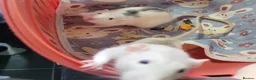 Rat rodents for sale: 2 baby male rats - Advert 2