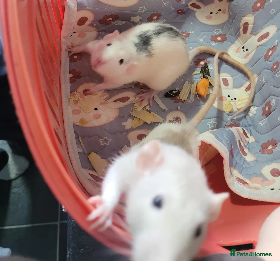 Rat rodents for sale: 2 baby male rats - Advert 2