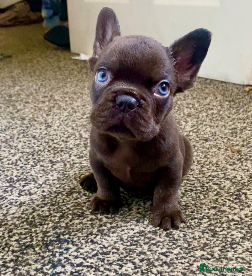 French Bulldog dogs Only 3 boys left! Merle,blue,chocolate lilac fluff - Advert 2