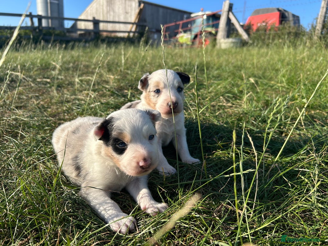 Border Collie dogs for sale: Blue Merle Border Collie Puppies - Image 8