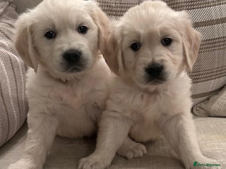 Golden Retriever dogs Chunky, cream pups - Advert 17