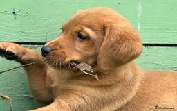 Labrador Retriever dogs for sale: Kc reg fox red Labradors  - Advert 8