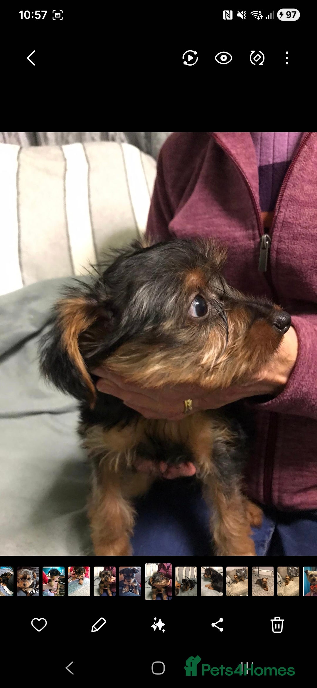 Yorkshire Terrier dogs for sale: 3 yr old Yorkshire terrier bitch - Image 4