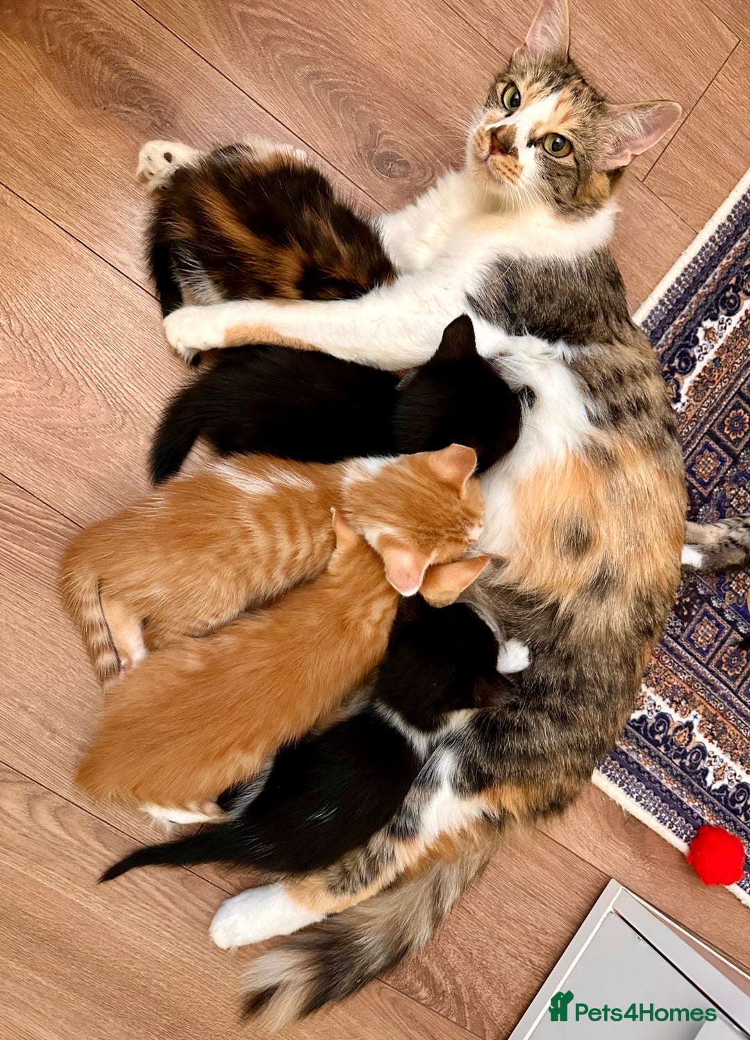 Mixed Breed cats for sale: Kittens from half Siamese mum - Advert 17