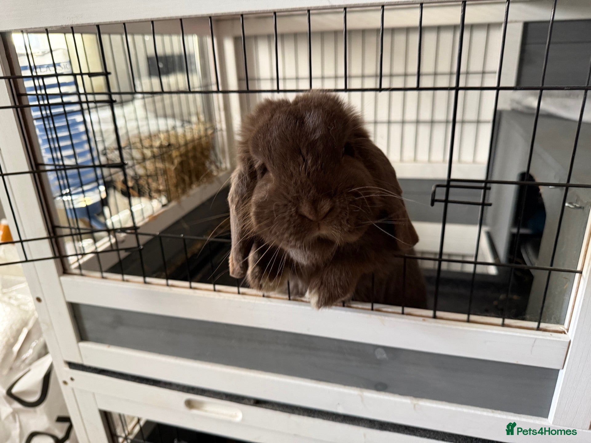 Mini Lop rabbits 🐰 Rehoming Advert for Blue (Lop Eared Rabbit) - Advert 4