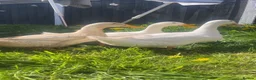 Ducks poultry for sale: 4 cherry Valley ducks (3f 1m) Bonded flock - Advert 3