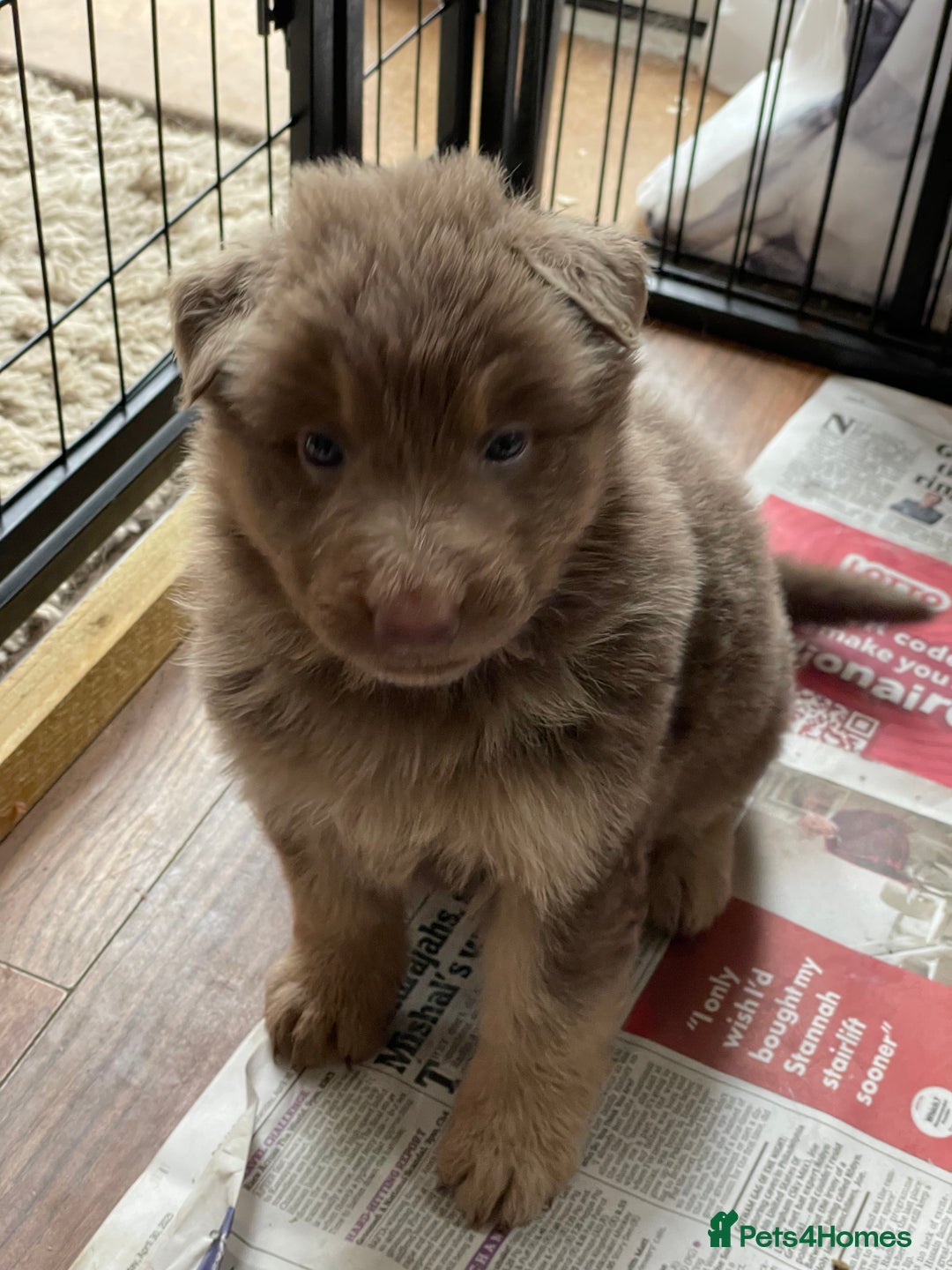 German Shepherd dogs for sale: German Shepherd rare colour pups available  - Image 7
