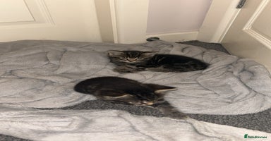 British Shorthair cats - Advert 3