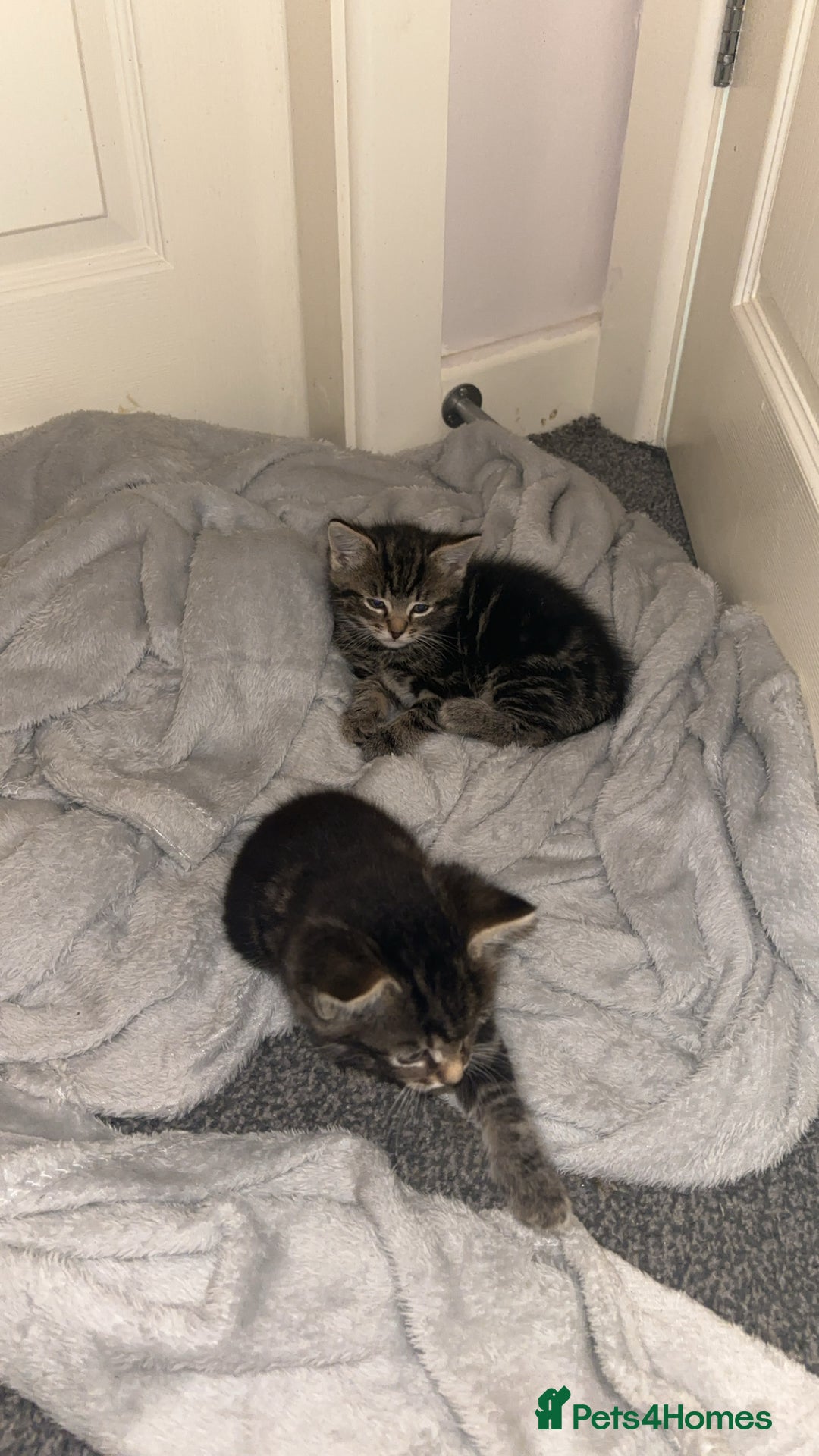 British Shorthair cats for sale: Tabby kittens  - Image 2