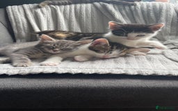 Mixed Breed cats for sale: Tabby kittens for sale - Image 17