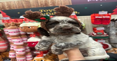 Cocker Spaniel dogs Stunning kc working cocker spaniels - Advert 10