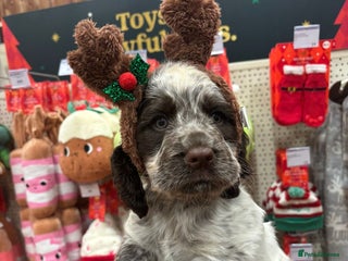 Cocker Spaniel dogs READY NOW!! working cocker spaniels - Advert 15