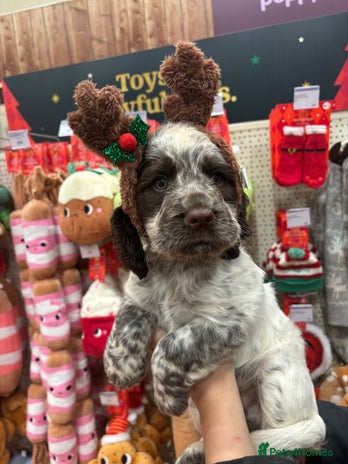 Cocker Spaniel dogs - Advert 8