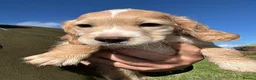 Sprocker dogs for sale: Stunning Sprocker Pups - Advert 6