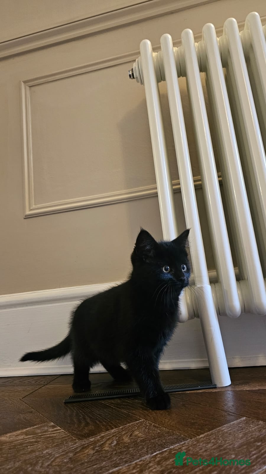 Maine Coon cats Beautiful Maine Coon x Kitten black female - Advert 8