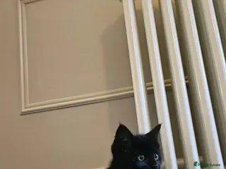 Maine Coon cats Beautiful Maine Coon x Kitten black female - Advert 8