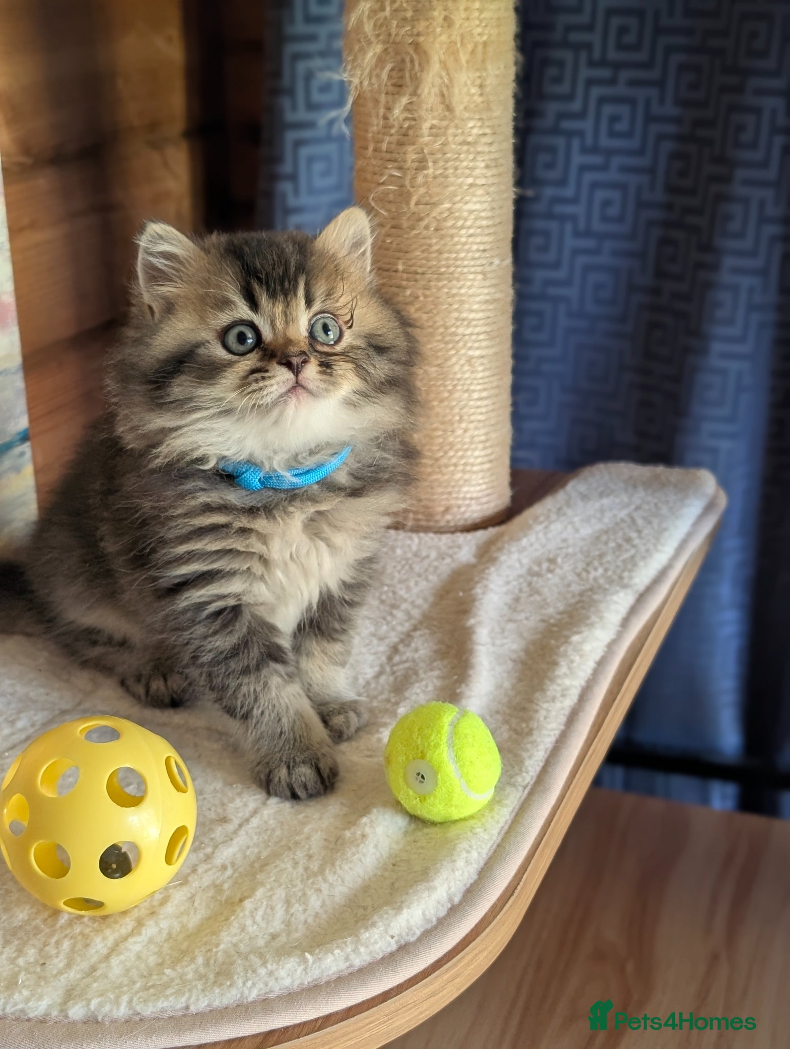 Scottish Fold cats ⭐ Scottish straight kittens  ⭐ - Advert 1