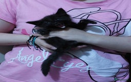 Mixed Breed cats for sale: Beautiful ragdoll bengal kittens  - Image 4