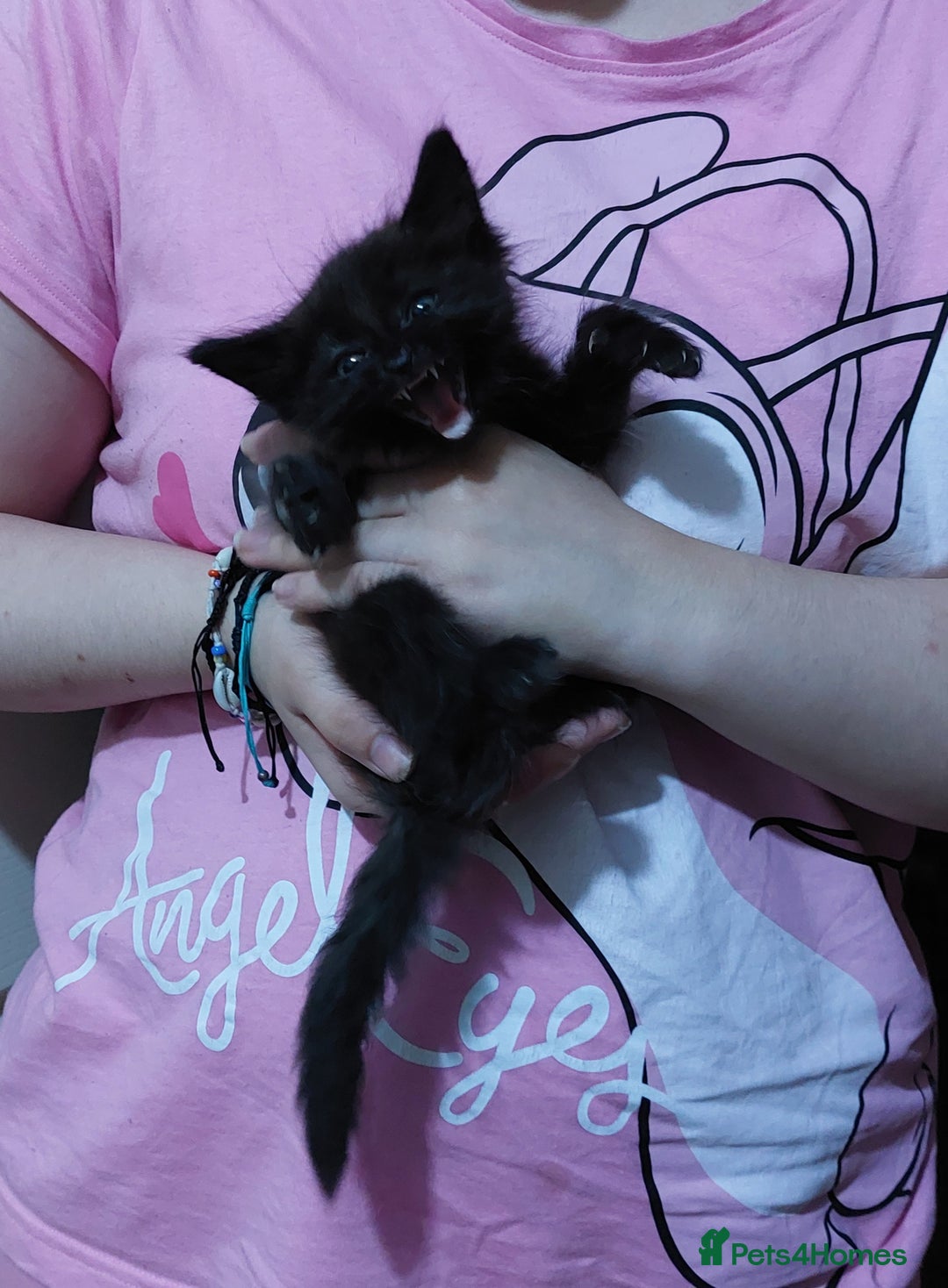 Mixed Breed cats for sale: Beautiful ragdoll bengal kittens  - Image 4