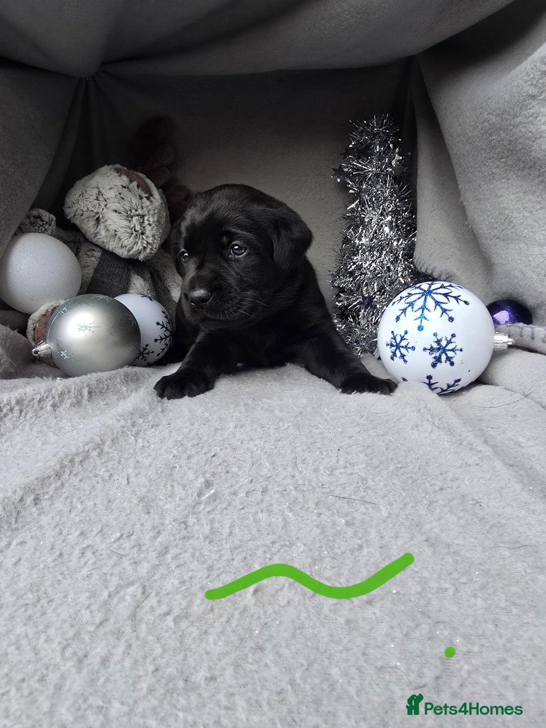 Labrador Retriever dogs for sale: Ready for home 🥰left last boy! - Advert 22