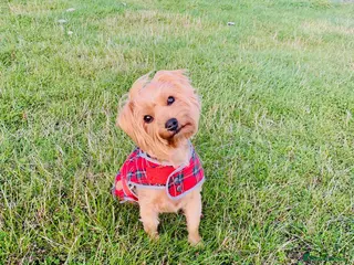 Yorkshire Terrier dogs **READY NOW** Stunning Yorkshire Terrier Puppies - Advert 1