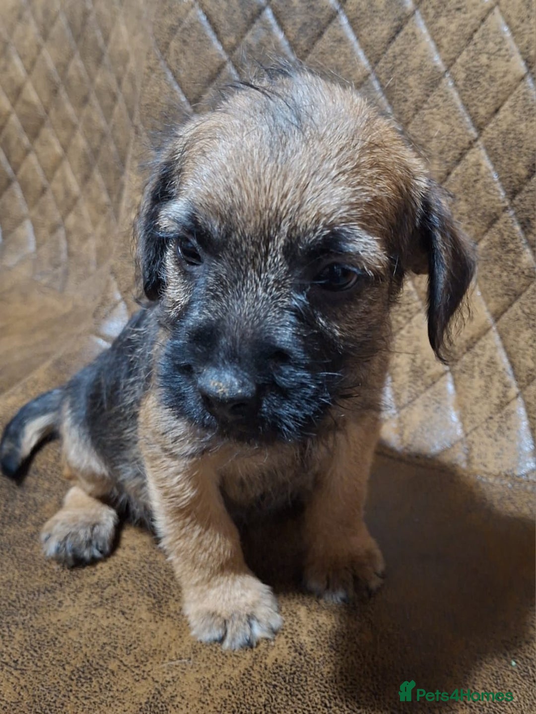 Border Terrier dogs for sale: KC REGISTERED MALE BOARDER TERRIER, - Advert 3