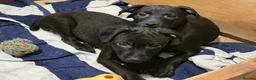 Patterdale Terrier dogs for sale: Patterdale Puppies - Females - Advert 15