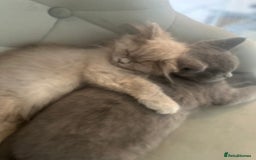 British Longhair cats for sale: British Longhair boy kitten-reserved  - Image 2