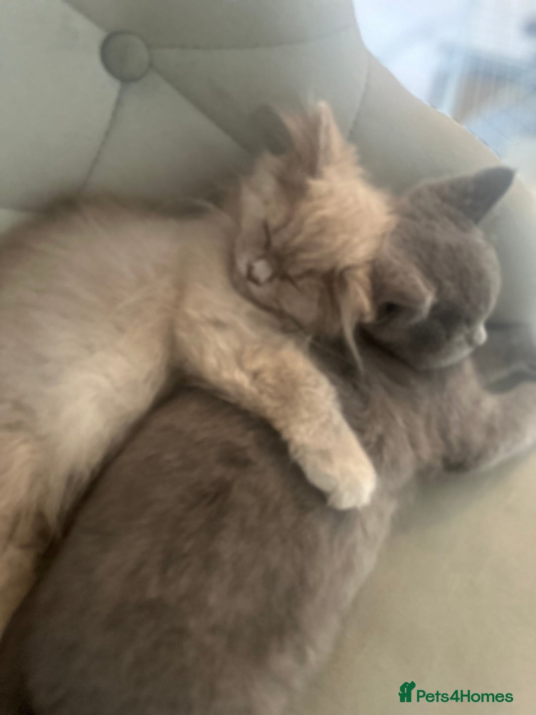 British Longhair cats for sale: British Longhair boy kitten-reserved  - Image 2