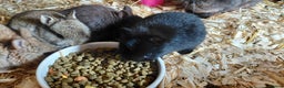 Netherland Dwarf rabbits for sale: Netherland dwarf BLACK & A CHOC BUCK  TO RESERVE  - Advert 16