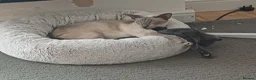 Mixed Breed cats for sale: Siamese X Domestic cat in Cwmbran - Advert 1