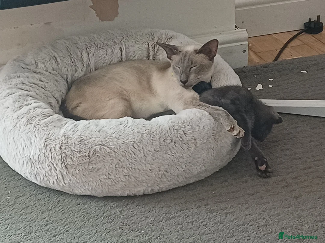 Mixed Breed cats for sale: Siamese X Domestic cat in Cwmbran - Advert 1