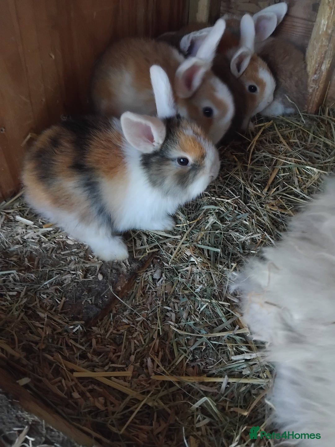 Mini Lop rabbits for sale: Baby lops  - Image 4