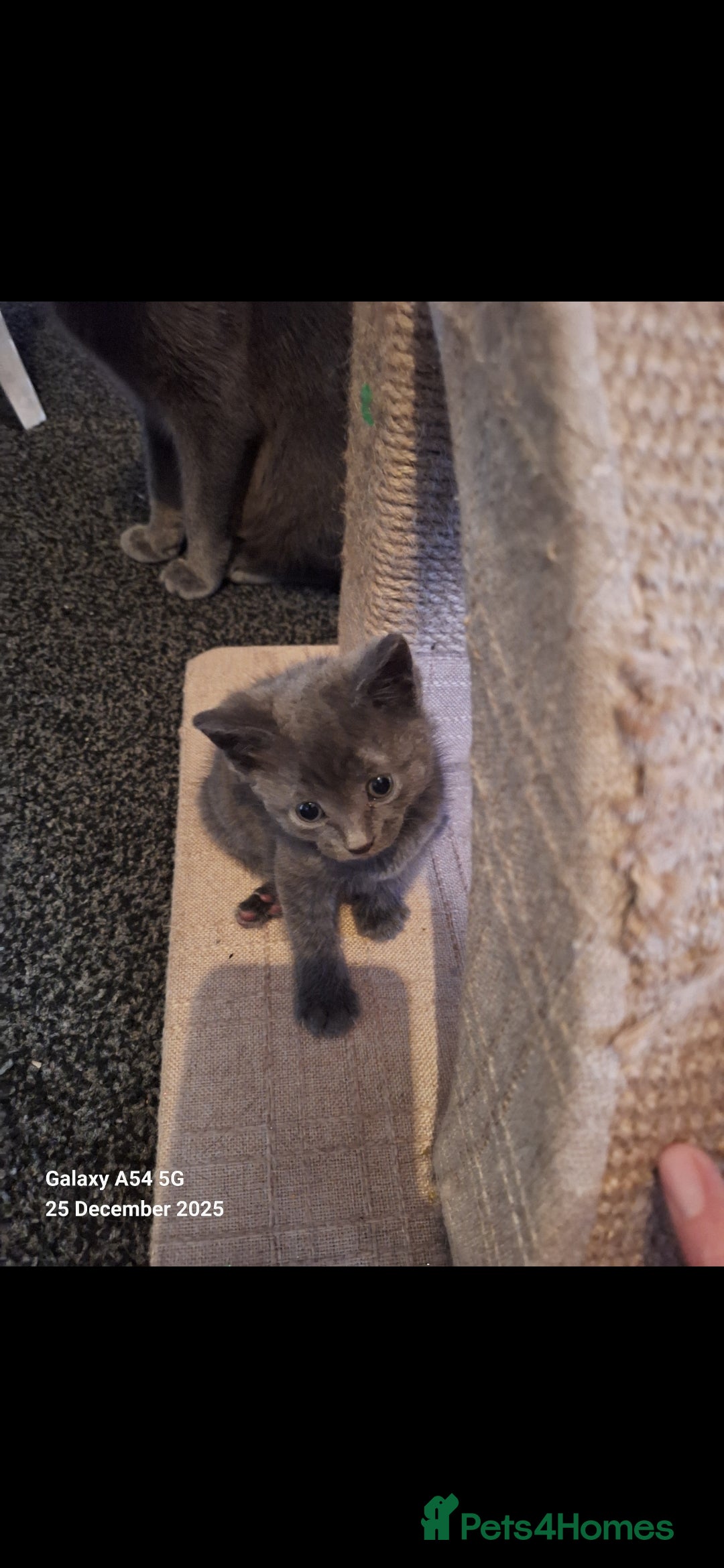 British Shorthair cats for sale: Kittens for sale  - Advert 6