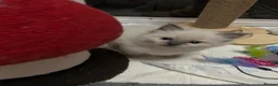 Ragdoll cats for sale: Beautiful Ragdoll Kittens in Durham - Advert 14