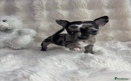 Chihuahua dogs for sale: Teacup chihuahuas - Image 1
