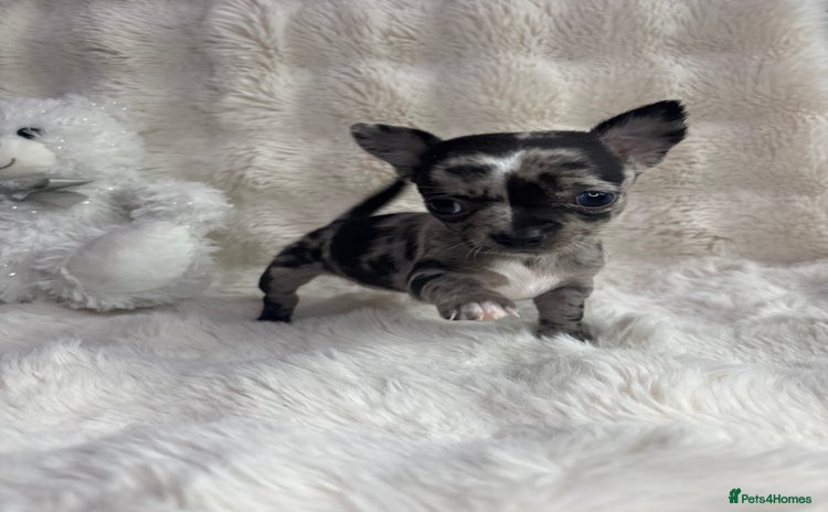 Chihuahua dogs - Advert 1