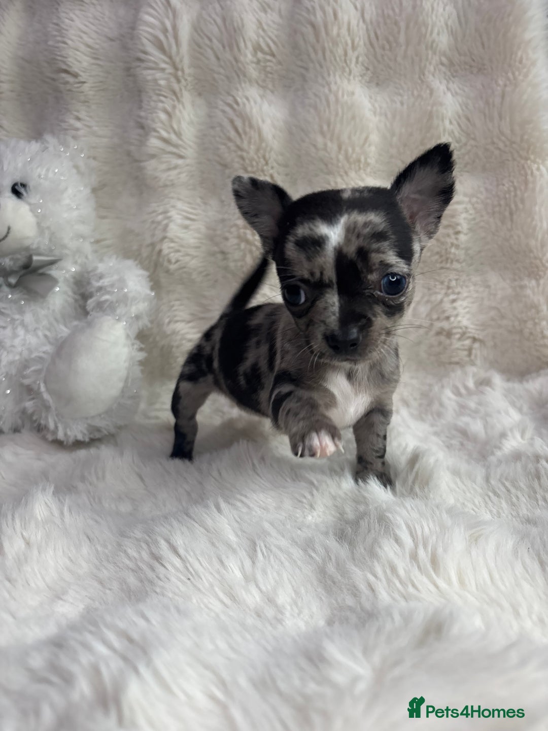 Chihuahua dogs for sale: Teacup chihuahuas - Image 1