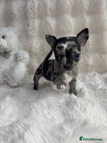 Chihuahua dogs - Advert 1