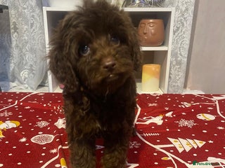 Cavapoo dogs Beautiful Cavapoo puppies - Advert 17