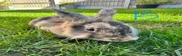 Lionhead rabbits for sale: Lionhead rabbits for sale  - Advert 5