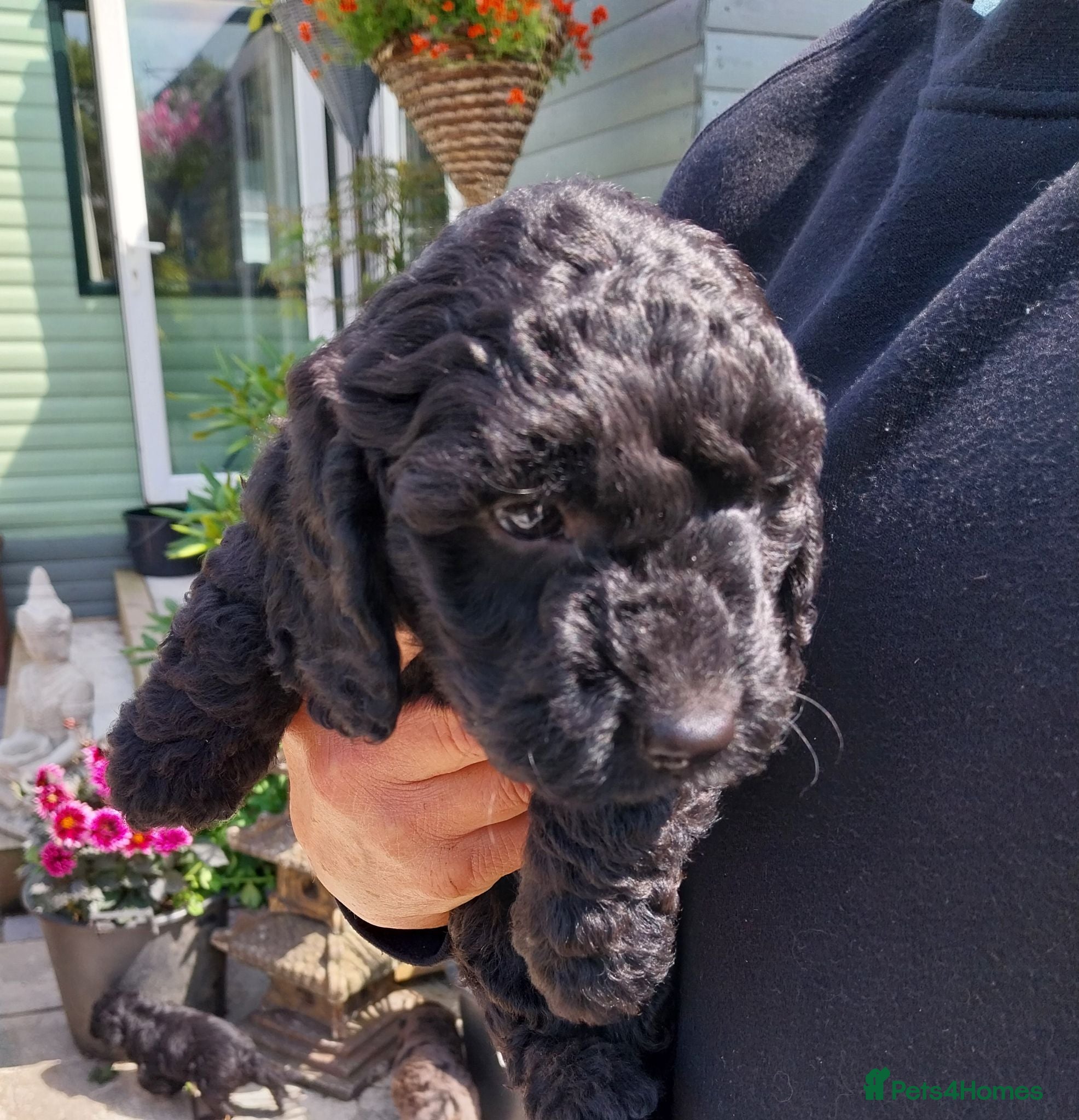 Cockapoo dogs Cockapoo F1b Puppies  - Advert 2