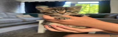 Mixed Breed Kitten 4
