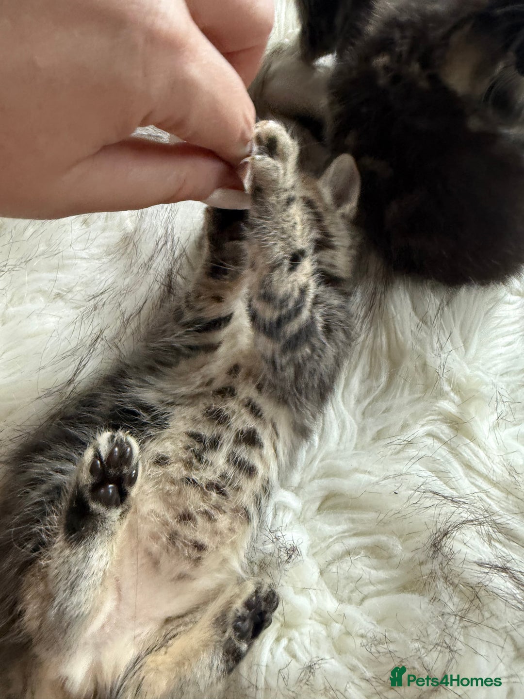 Bengal cats for sale: Bengal mix - Image 8