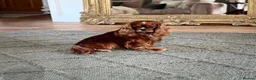 Cavalier King Charles Spaniel dogs for stud: Donnajays 5⭐️health tested proven  - Advert 6