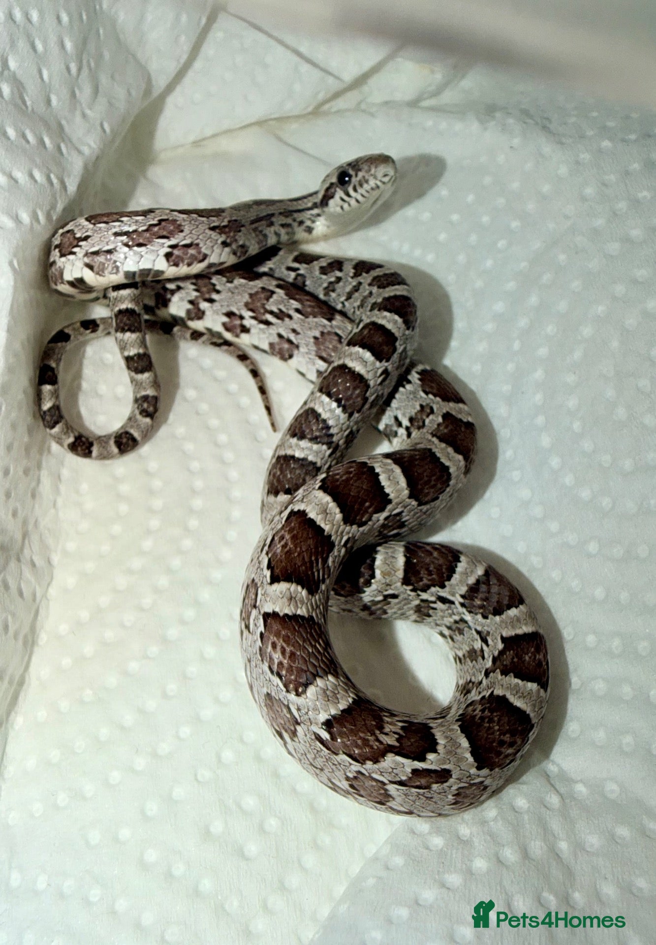 Corn Snake reptiles Baby Anery cornsnakes  - Advert 13
